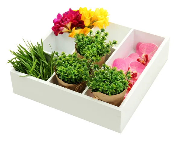 Beautiful flowers arranged in wooden box isolated on white — Stock Photo, Image