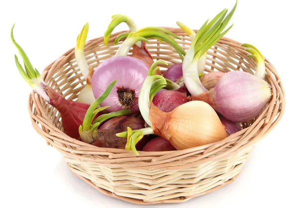 Sprouting onions in basket isolated on white — Stock Photo, Image