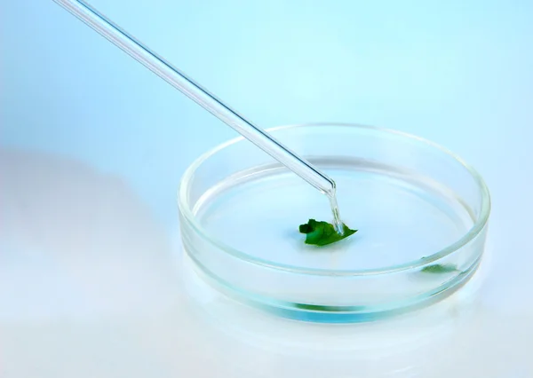 Kémiai kutatás a világoskék háttér Petri-csészében — Stock Fotó