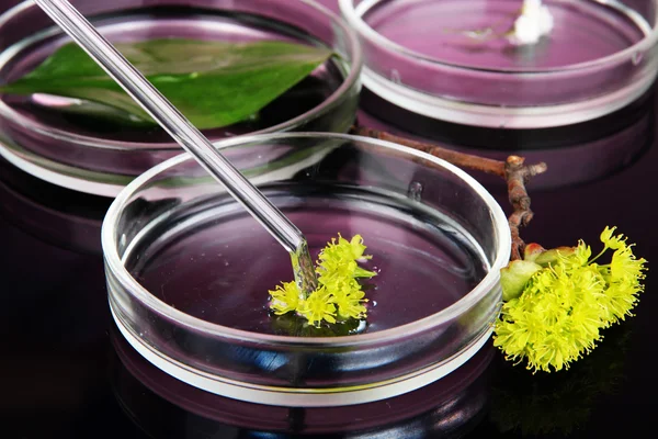 Pesquisa química em placas de Petri sobre fundo roxo escuro — Fotografia de Stock