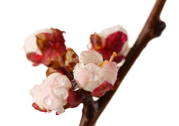Bellissimo fiore di albicocca con gocce, isolato su bianco — Foto Stock