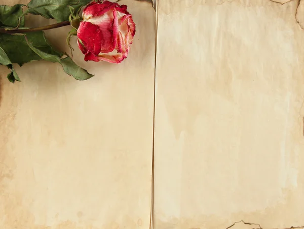 Старая бумага и роза изолированы на белом — стоковое фото