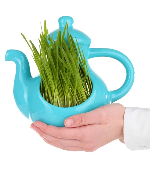 Green grass in decorative pot in hand isolated on white — Stock Photo, Image