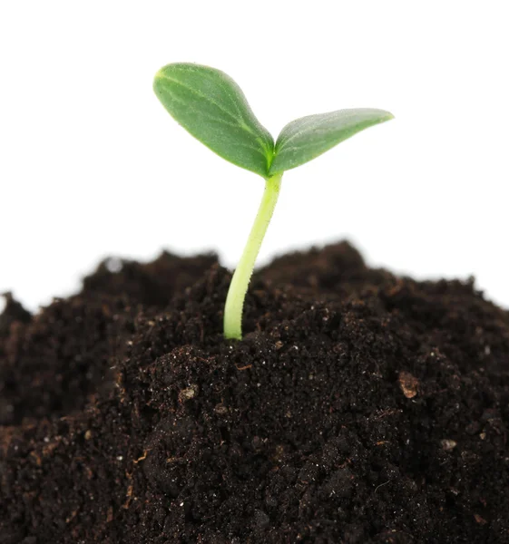 Green seedling growing from soil isolated on white — Stock Photo, Image