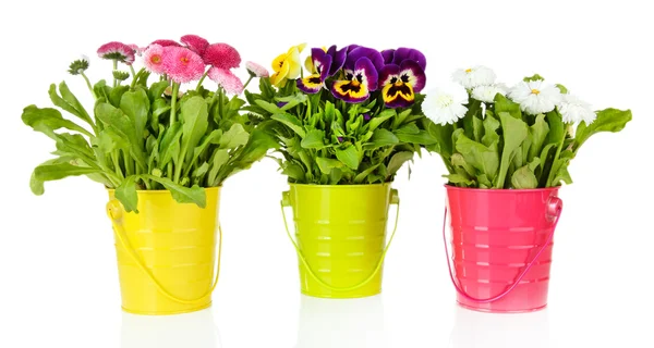 Schöne Blumen auf Gras auf hellem Hintergrund — Stockfoto