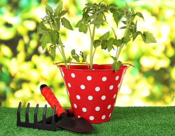 Mladá rostlina v kbelíku na trávě na světlé pozadí — Stock fotografie
