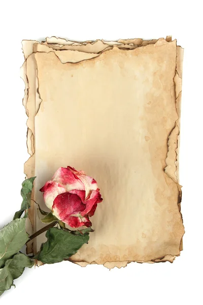 Old paper and rose isolated on white — Stock Photo, Image