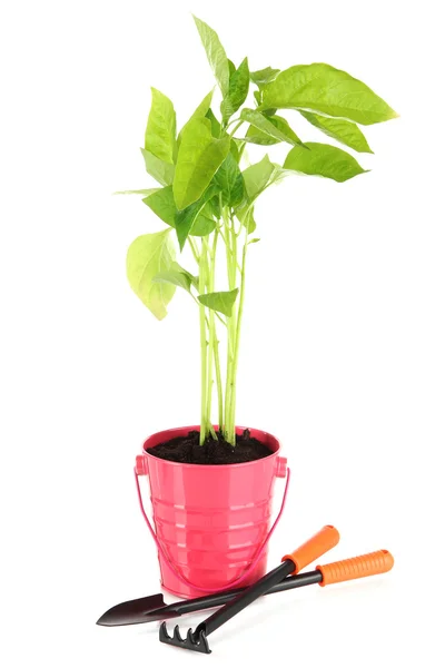 Jonge plant in emmer geïsoleerd op wit — Stockfoto