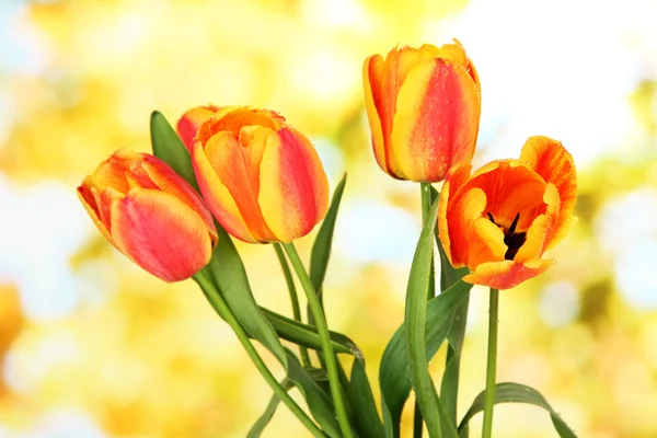 Beautiful orange tulips on bright background — Stock Photo, Image