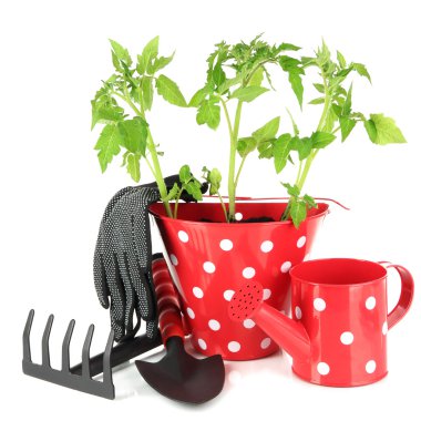 genç bitki üzerinde beyaz izole kova