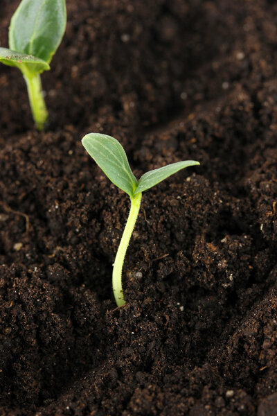 Green seedling growing from soil close-u