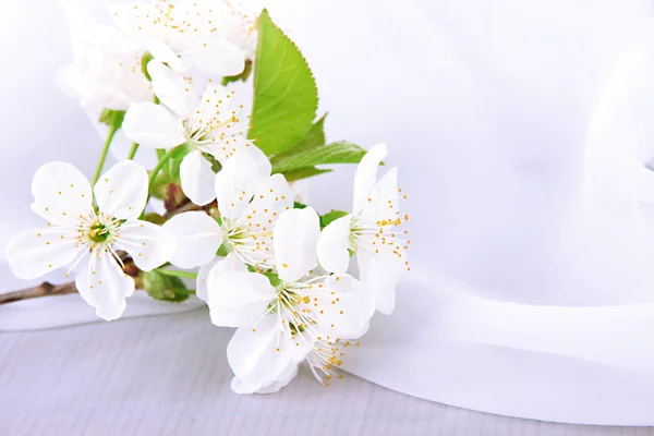 Красивий вишневий цвіт на білому тлі — стокове фото
