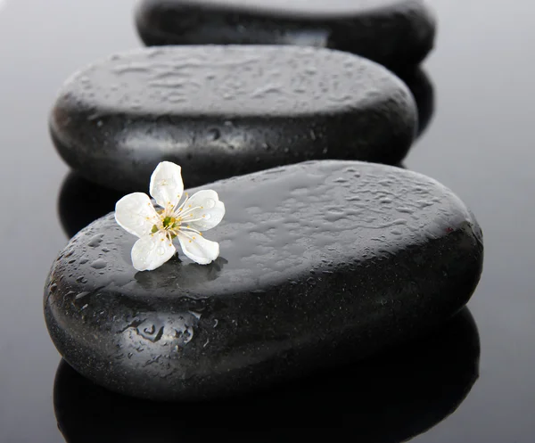 Pedras de spa e flores brancas no fundo escuro — Fotografia de Stock