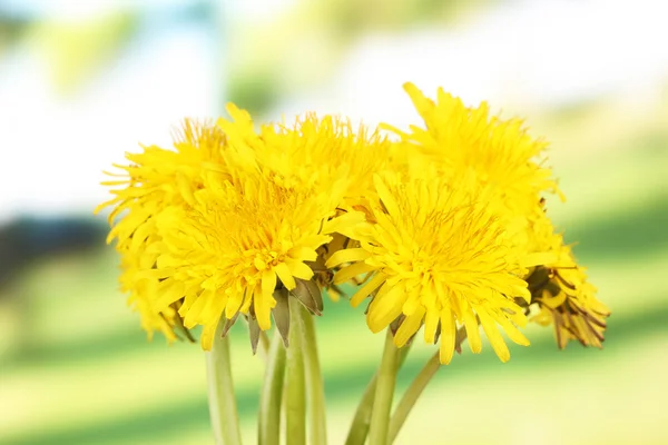 Dandelion flowers on bright background — Stock Photo, Image