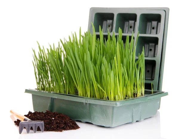 Caja de semillas con plántulas aisladas en blanco —  Fotos de Stock