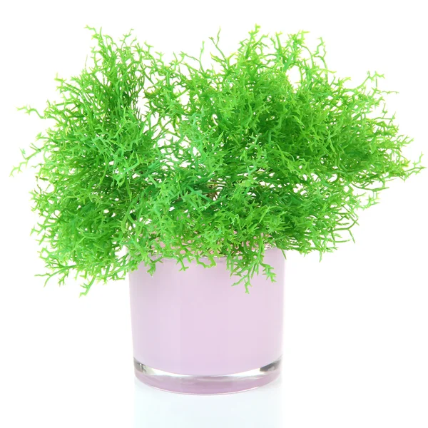 Bela planta verde em vaso isolado em branco — Fotografia de Stock