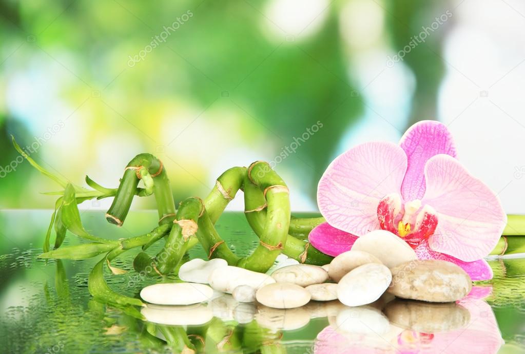Still life with green bamboo plant, orchid and stones, on bright background