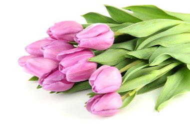 güzel beyaz izole mor Lale buketi