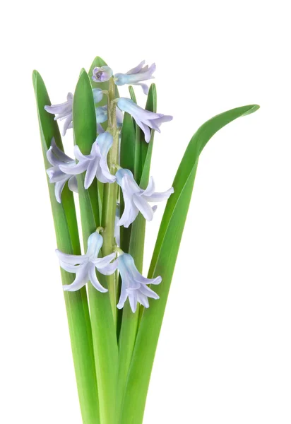 Beautiful hyacinth, isolated on white — Stock Photo, Image