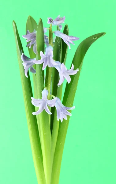 Vackra hyacint, på färgbakgrund — Stockfoto