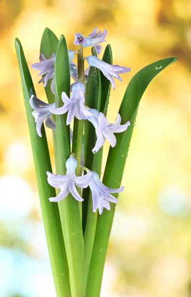 Beautiful hyacinth, on bright background — Stock Photo, Image