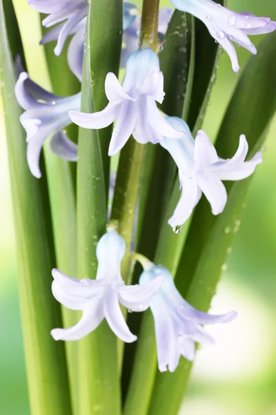 Belo jacinto, em fundo brilhante — Fotografia de Stock