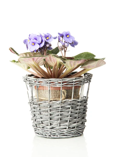 Bright saintpaulia in flowerpot, isolated on white — Stock Photo, Image