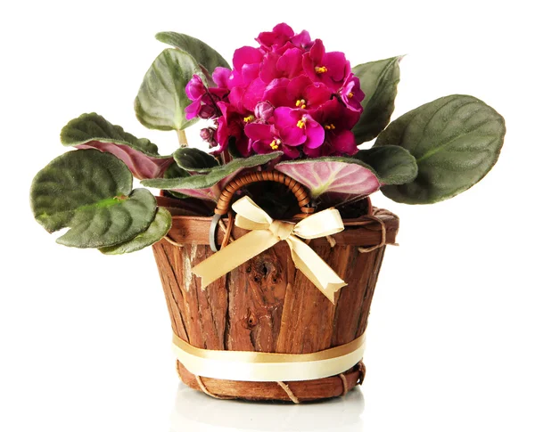 Bright saintpaulia in wooden flowerpot, isolated on white — Stock Photo, Image