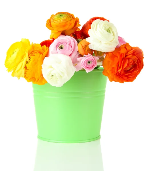 Ranunculus (persian buttercups) in pail, isolated on white — Stock Photo, Image