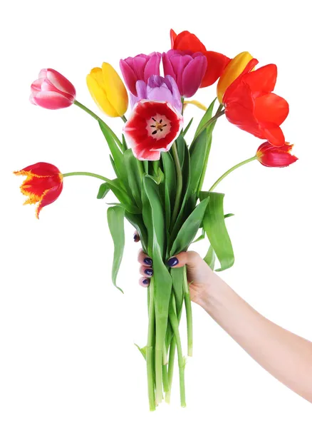 Schöne Tulpen in der Hand isoliert auf weiß — Stockfoto