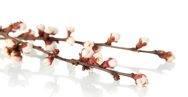 Beautiful apricot blossom isolated on white — Stock Photo, Image