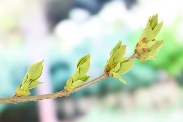 Blossoming buds on tree on bright background — Stock Photo, Image