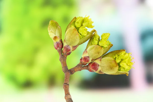Blossoming buds on tree on bright background — Stock Photo, Image