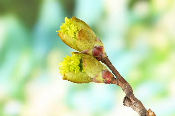 Blütenknospen am Baum vor hellem Hintergrund — Stockfoto