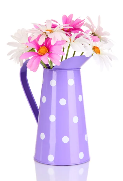 Beautiful daisies in colorful pitcher isolated on white — Stock Photo, Image