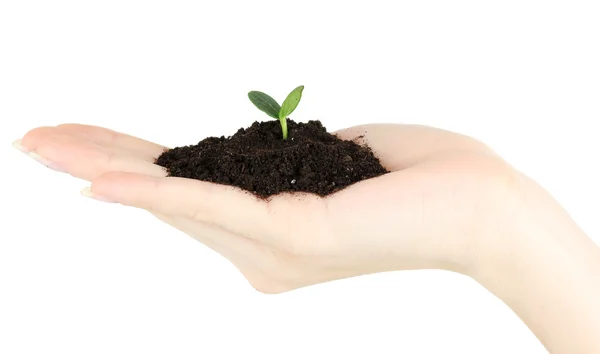 Green seedling growing from soi — Stock Photo, Image