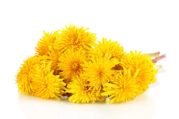 Flores de diente de león aisladas en blanco — Foto de Stock