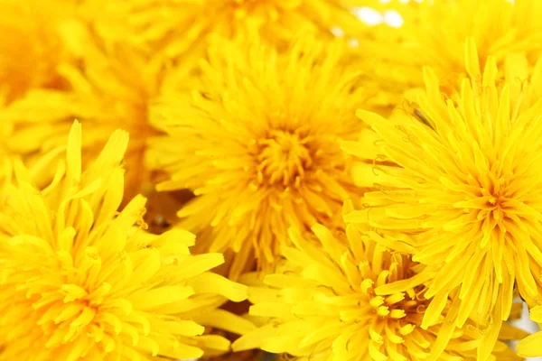 Dandelion flowers close-up — Stock Photo, Image