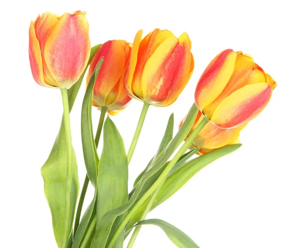 Beautiful orange tulips isolated on white — Stock Photo, Image