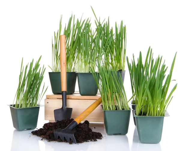 Seed boxes with seedling isolated on white — Stock Photo, Image