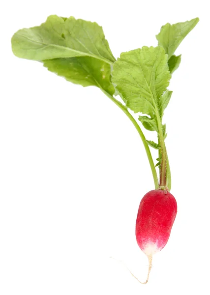 Small garden radish with leaves isolated on white — Stock Photo, Image