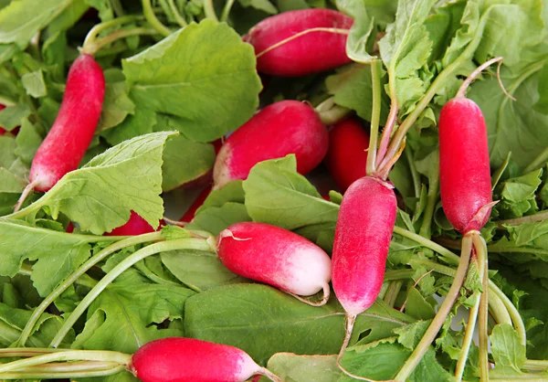 Small garden radish with leaves close up — Stock Photo, Image