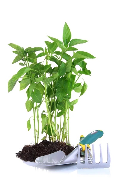 Pepper seedlings with garden tools isolated on white — Stock Photo, Image