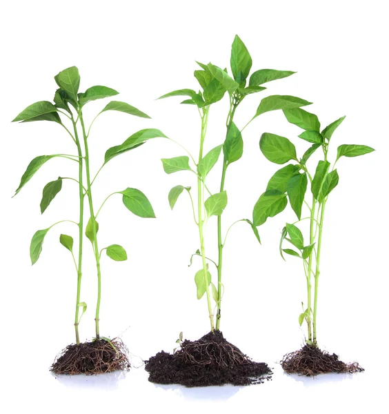 Pepper seedlings isolated on white — Stock Photo, Image