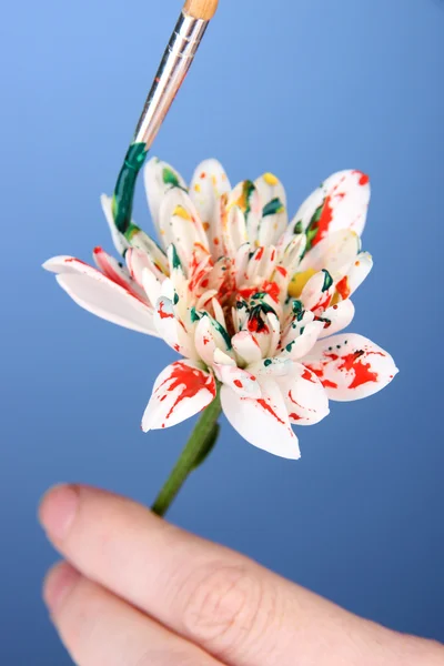 Female hands holding white flower and paint it with colors, on color background — Stock Photo, Image