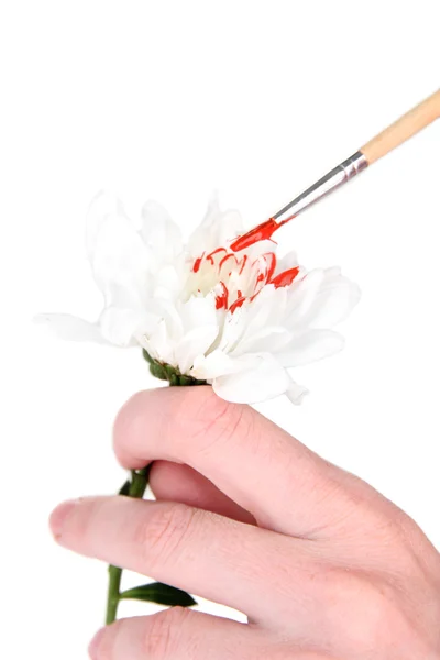 Kvinnliga händer med vit blomma och måla det med färger, isolerad på vit — Stockfoto