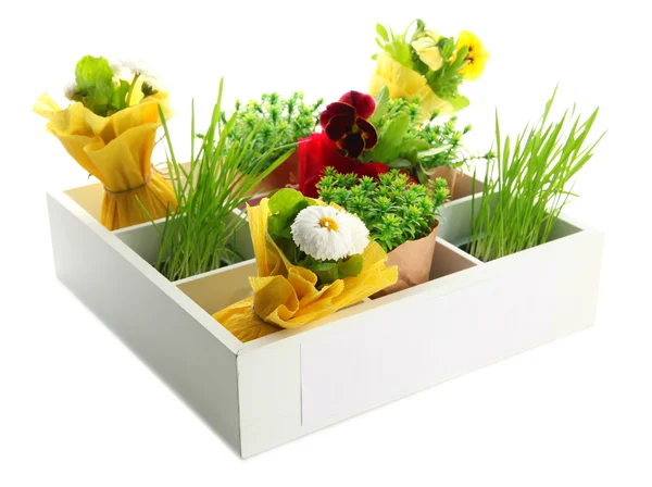 아름 다운 봄 꽃과 나무 상자 흰색 절연에 잔디 — 스톡 사진