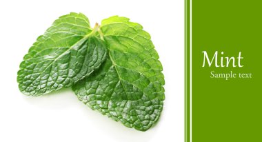 Beyazda izole edilmiş nane