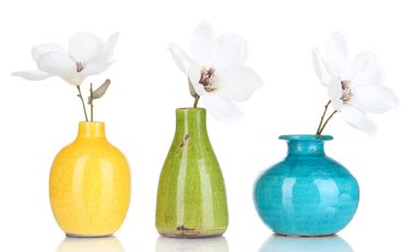 beyaz izole vazo içinde güzel Manolya