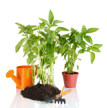 Bahçe aletleri üzerinde beyaz izole ile biber fidesi